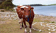 Örarevets Naturreservat