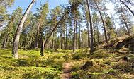 Vandring på Tjustleden i Småland