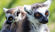 Ystad Dyrepark