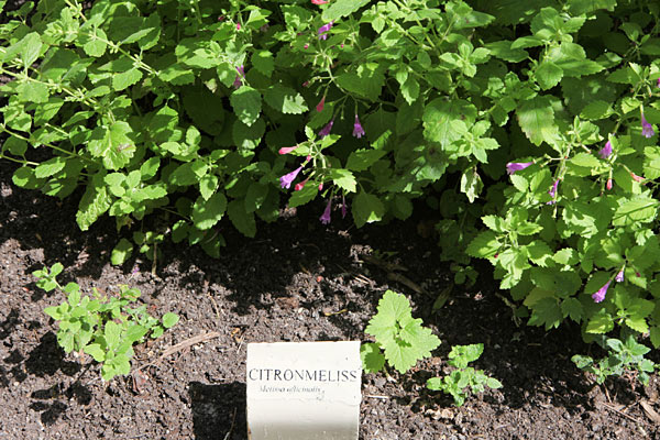 Citronmelisse (Melissa officinalis). Svensk: Citronmeliss. Citronmelisse (Melissa officinalis). Svensk: Citronmeliss