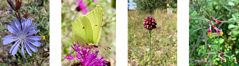 Gotlands blomster