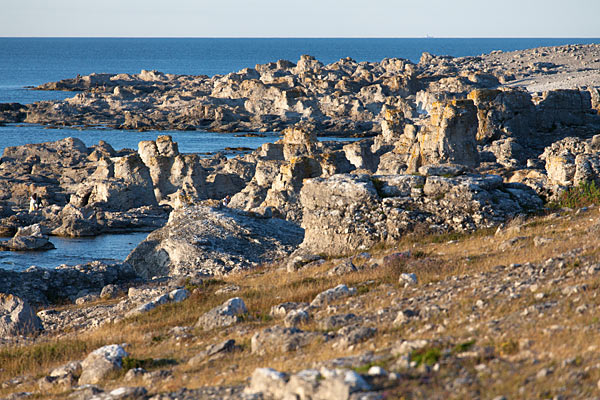 Digerhuvud på Fårö