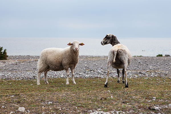 Fårö er fårenes ø