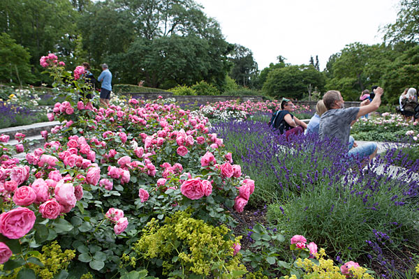 Den botaniske have