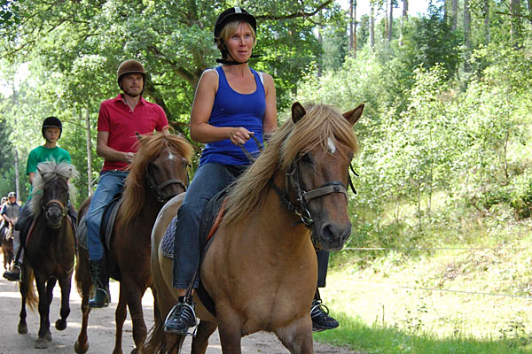 Turridning i gruppe på islandske heste Turridning i gruppe på islandske heste