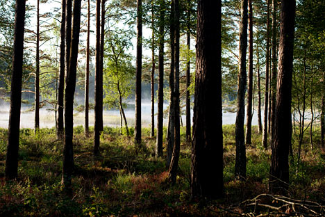 Naturen i nærheden af sommerhuset