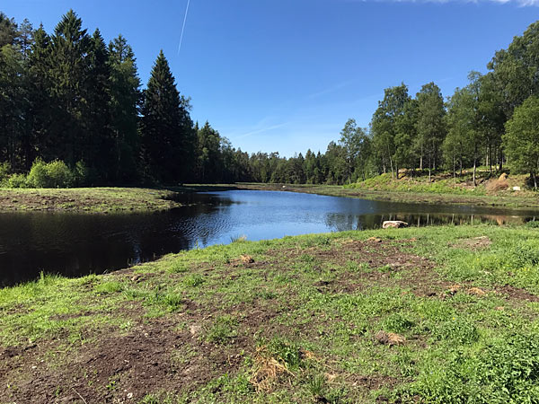 Naturen ved sommerhus i Småland