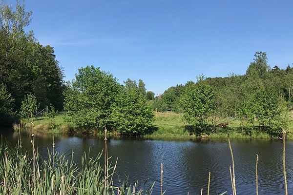 Vi har et par små søer / damme, hvor I kan bade og fiske